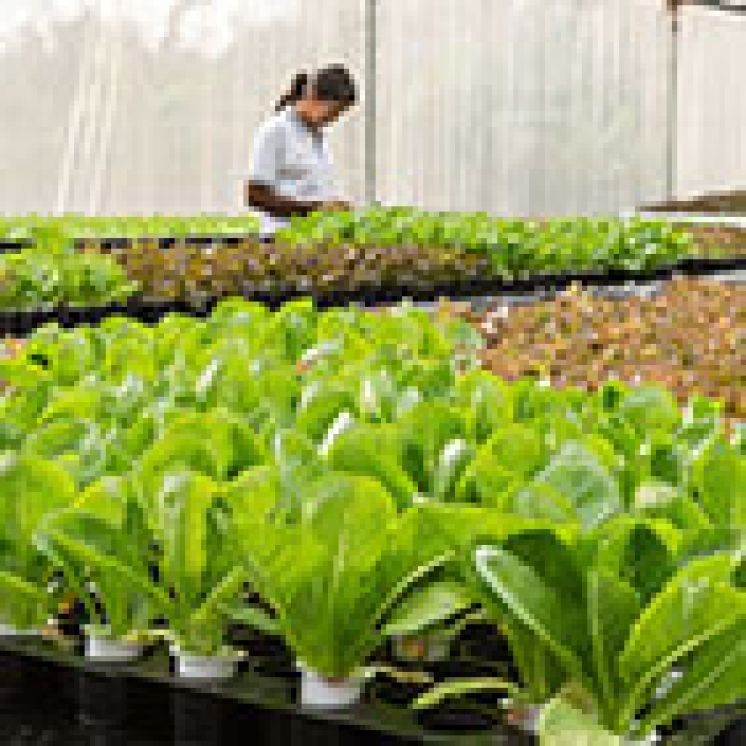 Agriculture Manufacturers